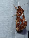 Silver-spotted fern moth (<em>Callopistria cordata</em>), #9633