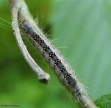 Interrupted dagger moth caterpillar  (<em>Acronicta interrupta</em>), #9237