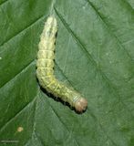 Northern nearctic oak dagger moth caterpillar  (Acronicta, Subgenus Lepitoreuma)