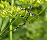 Phantom cranefly  (<em>Bittacomorpha clavipes</em>)
