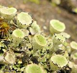 Pixie cup lichen (<em>Cladonia</em> sp.)