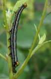 Orbed Narrow-wing moth caterpillar (<em>Magusa divaricata</em>), #9637.1
