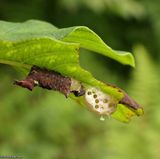 Unicorn prominent moth caterpillar (<em>Coelodasys unicornis</em>), #8007
