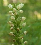 Downy rattlesnake plantain orchid  (<em>Goodyera pubescens</em>)