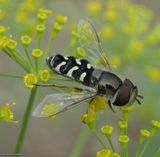 Syrphid fly (<em>Scaeva affinis</em>)