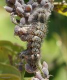 Harvester butterfly caterpillar (<em>Feniseca tarquinius</em>)
