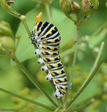 Black swallowtail butterfly caterpillar(<em> Papilio polyxenes</em>)