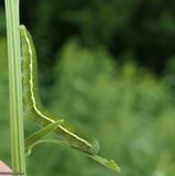 Clouded sulphur butterfly larva (<em>Colias philodice</em>)