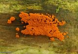 Slime mold (<em>Hemitrichia</em>)