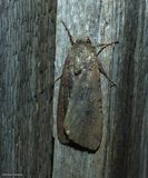 Variegated cutworm moth (<em>Peridroma saucia</em>), #10915