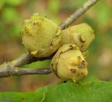 American witchhazel fruit  (<em>Hamamelis virginiana</em>)