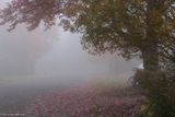 Morning mist