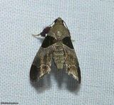 Dimorphic tosale moth  (<em>Tosale oviplagalis</em>), #5556