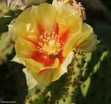 Prickly pear cactus flower  (<em>Opuntia fragilis</em>)