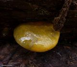Late oyster mushroom (<em>Sarcomyxa serotina</em>)