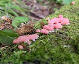 Red raspberry slime mold  (<em>Tubifera ferruginosa</em>)