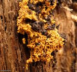 Dog vomit slime mold (<em>Fuligo septica</em>)