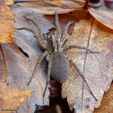 Drumming wolf spider (<em>Gladicosa gulosa</em>)