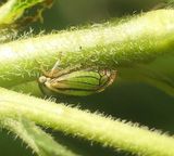 Treehopper (<em>Acutalis tartarea</em>)