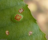 Slug moth caterpillar (<em>Tortricidia</em>)