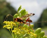 Ichneumonid wasp (<em>Spilopteron vicinum</em>), female
