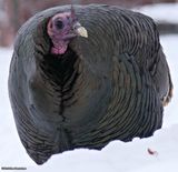 Wild Turkey
