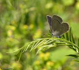 Silvery blue butterfly (<em>(Glaucopsyche lygdamus</em>)