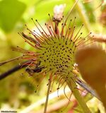 Round-leaved sundew (<em>Drosera rotundifolia</em>)