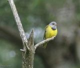 Mourning warbler