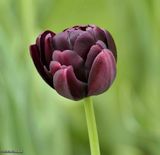 Tulip