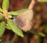 Brown elfin butterfly