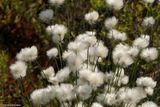 Cottongrass  (<em>Eriophorum vaginatum</em>)