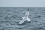 pontische meeuw - Caspian gull