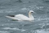 jan-van-gent - northern gannet