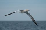 jan-van-gent - northern gannet