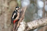 grote bonte specht - great spotted woodpecker