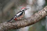 middelste bonte specht - middle spotted woodpecker