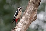 grote bonte specht - great spotted woodpecker