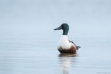 slobeend - northern shoveler