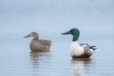slobeend - northern shoveler