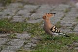 hop - Eurasian hoopoe