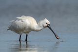 lepelaar - spoonbill