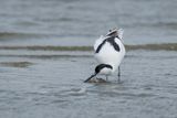 kluut - pied avocet
