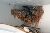 boerenzwaluw - barnswallow