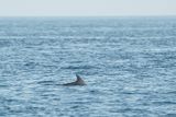 tuimelaar - bottlenose dolphin
