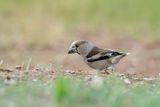 appelvink - hawfinch