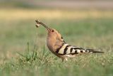 hop - Eurasian hoopoe