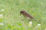draaihals - wryneck