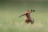 hop - Eurasian hoopoe