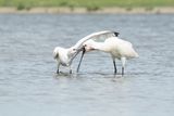 lepelaar - spoonbill